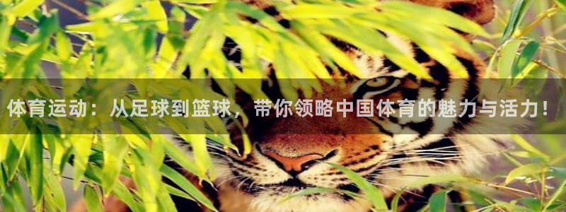 bsports必一运动：体育运动：从足球到篮球，带你领略中国体育的魅力与活力！